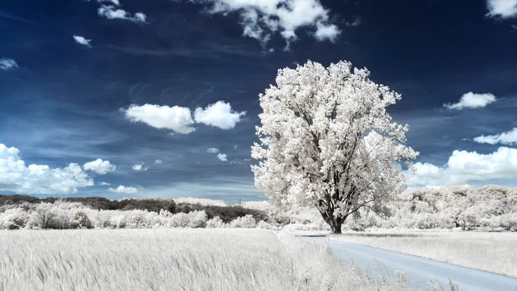 Tree grassy field-near wheat field beautiful cloudy sky